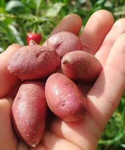 Papin colorado x 500grs agroecológico.