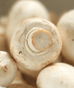 Champiñón por 200gr, Agroecológico.