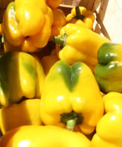 Morrón amarillo x 500 grs.