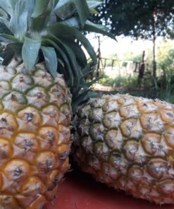 Ananá por unidad orgánica. Misiones