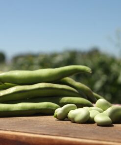 Habas con vaina por 500 grs . Como Siempre Orgánico.