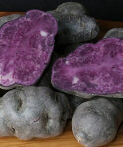 Papin Andino Violeta x 300 grs. Orgánico, Mendoza.