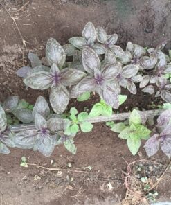 Albahaca morada por atado.