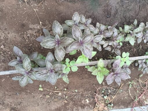 Albahaca morada por atado.