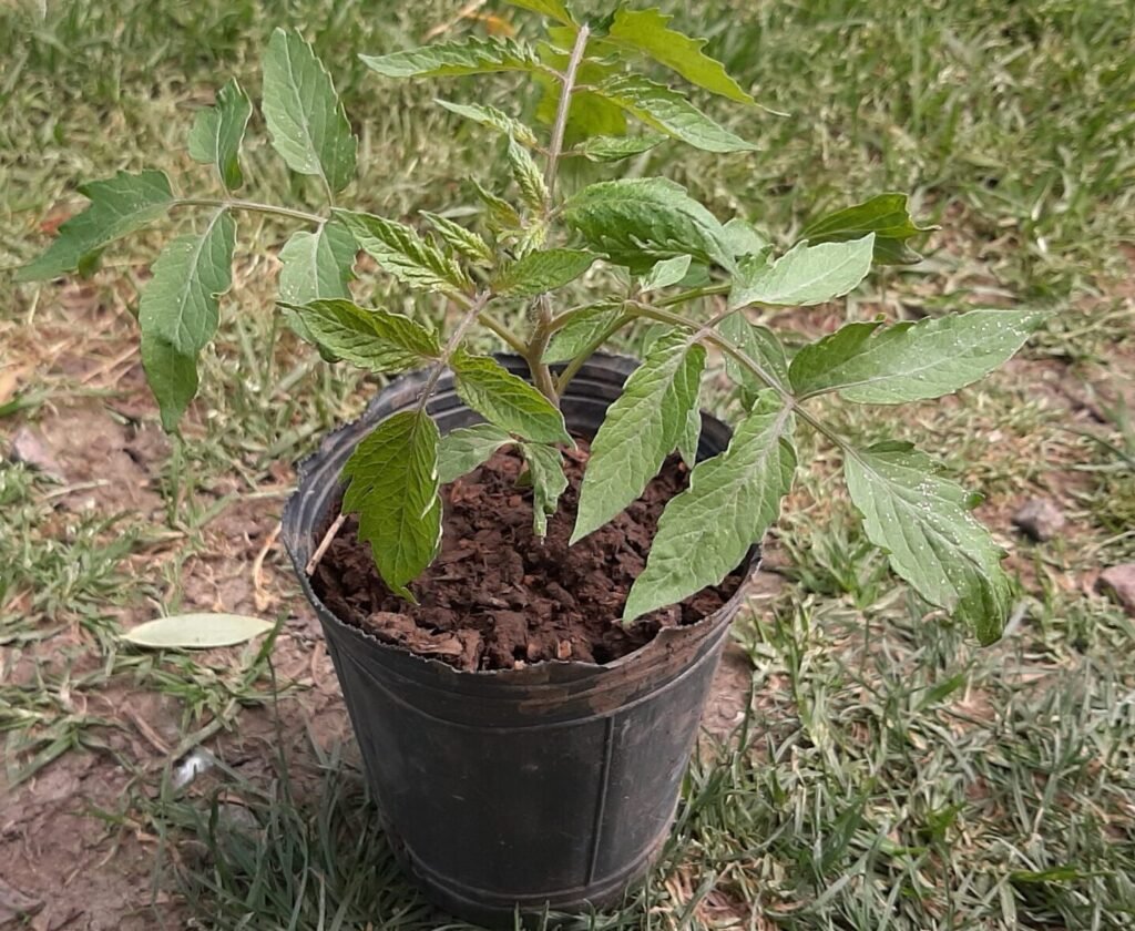 Amaranto