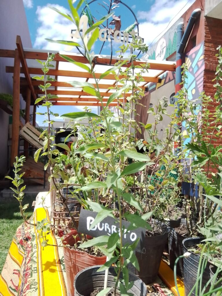 Amaranto
