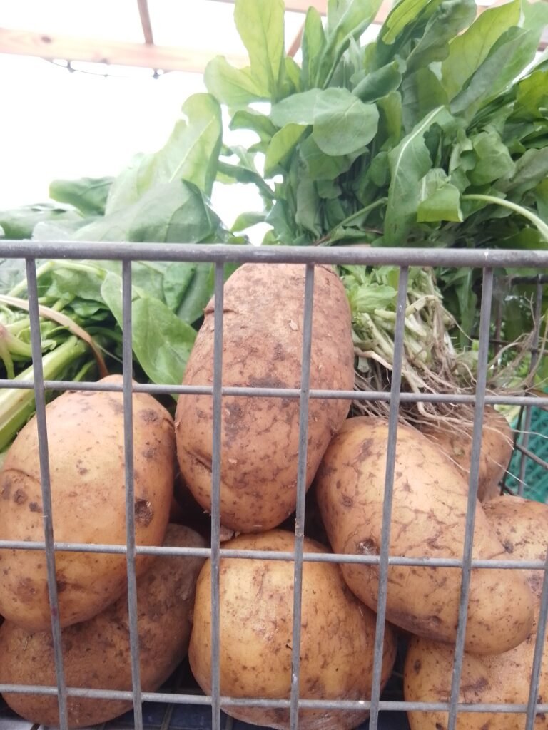 Amaranto