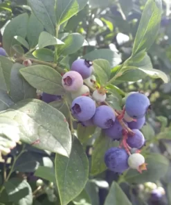 Arándanos a granel por 300 grs Agroecológico.