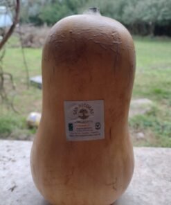 Zapallo Anco por unidad, Orgánico.