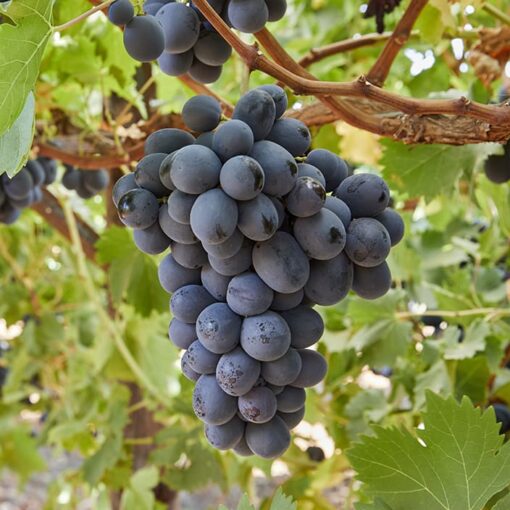 Uva Negra por 500 gr, La Rioja.