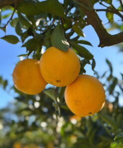 Naranja por 3 kg, Don Victorio Orgánico. San Pedro.