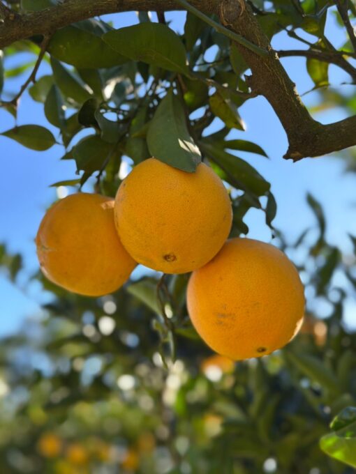 Naranja por 1 kg, Don Victorio Orgánico. San Pedro.
