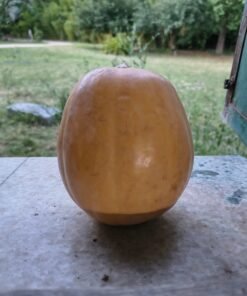 Zapallo Muscat chico x unidad, Mendoza, orgánico.